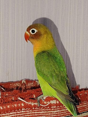 amadin quşu: Sağlam 5 aylıq Fişer papuqayı satılır. Çiyində qalır və əldən yem — 3