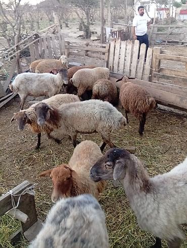 3 ed disi keci 1 ed cepis 1 ed erkek qiymet cem 1250azn tek tekde lalafo.az -da 3 ed disi keci 1 ed cepis 1 ed erkek qiymet cem 1250azn tek tekde