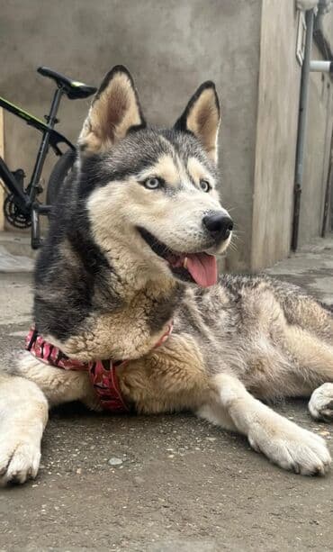 xaski iti satisi: Xaski, Peyvəndli — 1