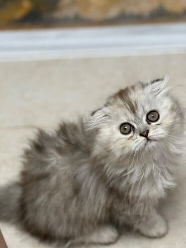 шиншилла кошка цена: Шиншилла, Самка — 1