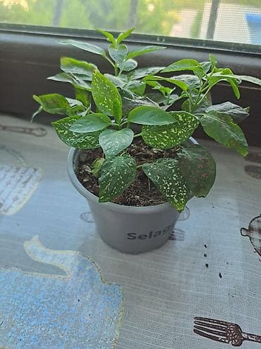 bitki guli: İçməkan bəzək bitkisi – Aqualqa (Hypoestes/“Polka dot plant”) tipli — 3