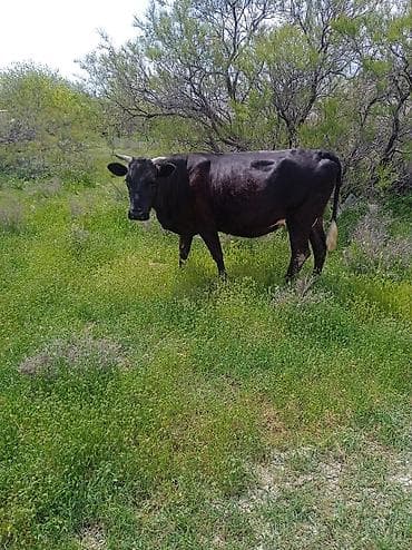 kreditle inekler: Salam yaxşı kök Qısır ətliy inəy satılır təmiz əti 130 kilo var — 3