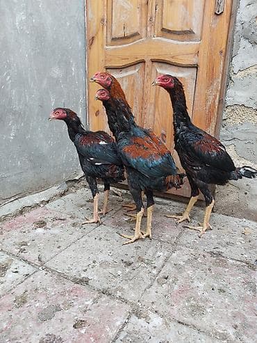 colpa toyuq: Toyuq cücələri, Damazlıq — 5