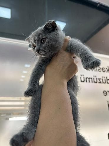 Шотландская вислоухая — 5