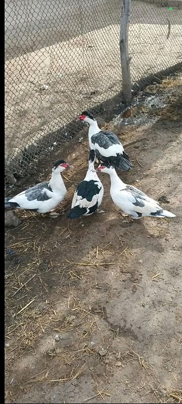 SATILIR-3-FƏRƏ - 1 XORUZ - QİYMƏT 4 DƏNƏSİNƏ AYİDİR