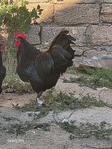 poodle satışı: Təmiz qan avstulolob satılır 75 manat isdəyən ələqə saxlasın — 3