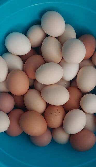 Teze yumurta.Açıq havada,heyetde gezen toyuqlardı. Vatsappa yaza