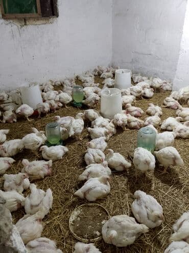 домики для хомяков: Toyuq cücələri, Ətlik — 3