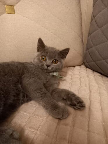 pişik adları: Britan, Erkək, Rayonlara çatdırılma — 7