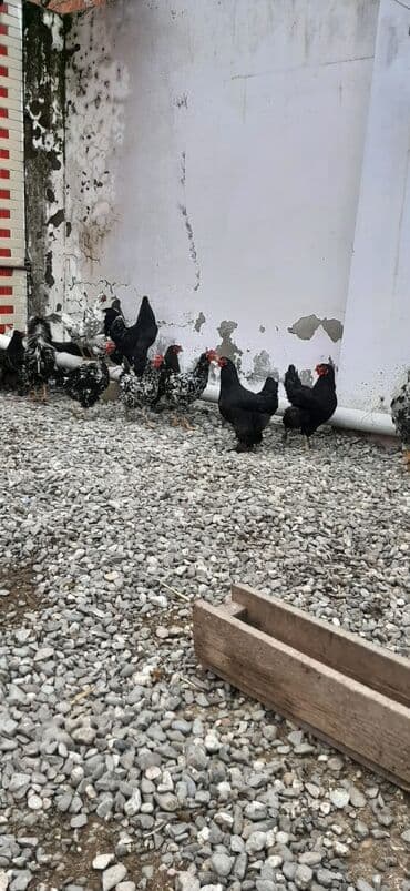 korella quş: Bu toyuqların yumurtaları sifarişlə yığılıb satılır öz həyətimdədi — 5