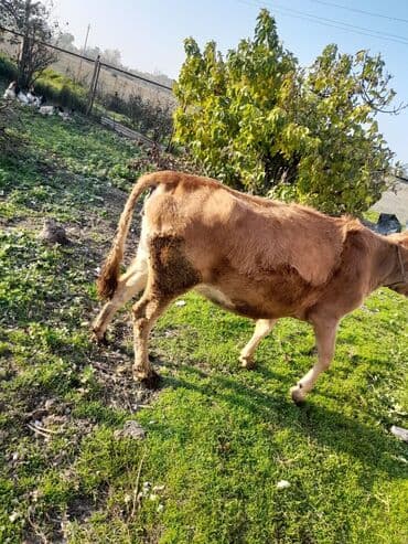 Inəklər, öküzlər: Salam iney 2 qarina dogmalidi. dogmagina 3 ay qalb(fevral ayinda — 2