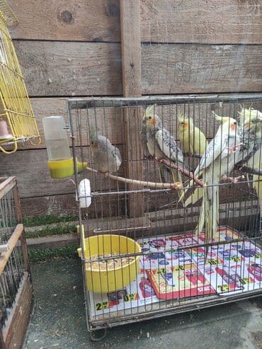 попугай жако купить в баку: Qəfəs quslar — 2