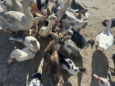 kuban ördek: Salam Aleykum Satılır Ördək Qaz Ördək Cücəsi Toyoq 36 Ədəd Lal Ördək — 38