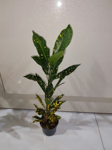 куплю комнатные растения: Кротон💛💚 — 2