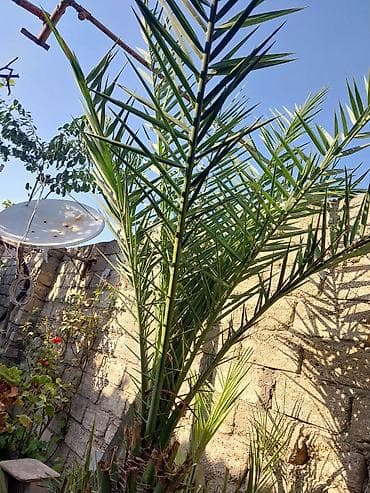 Xurma (xurma xurması, Phoenix dactylifera) – həyət üçün dekorativ — 3