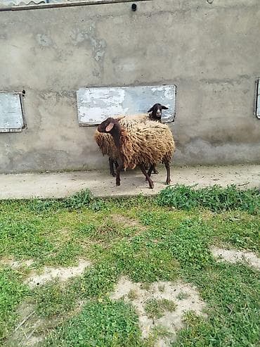 qoyun alıram: Qoyunlar – yerli cins - Say: 2 baş Salam iki super damazlıq qala — 6
