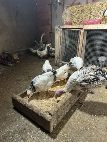 toyuq qaz: Salam hamsı həyət heyvanlarıdı Toyuq serebrist 15manata 45 günlük — 2