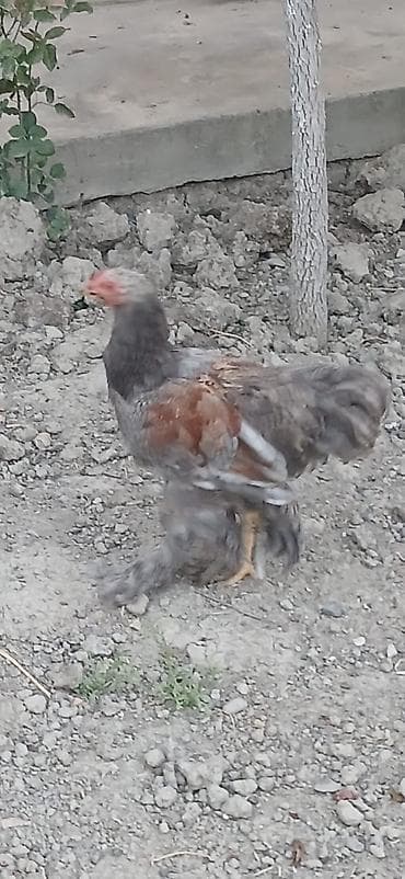 setter it cinsi: Satılır: lələkli ayaqlı yerli toyuq-xoruzlar (Brahma tipli) — 4