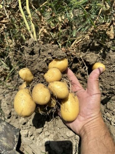 сливочное масло в баку: Toxumlug ve satis ucun kartof var Yalniz kamazla satilir az miqdarda — 4