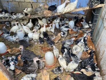 kənd colpası satışı: Satılır durçinka,serbilis,hündüşka — 1