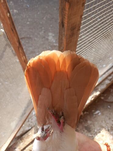 Heyvanlar üçün mallar: Yeni il edirimi temiz abrez pecat Desde abrez erkek maya Super balalar — 3