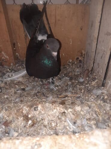 hələb kecilərin qiyməti: Məhsul: Ev göyərçinləri (cüt)

20AZN — 2