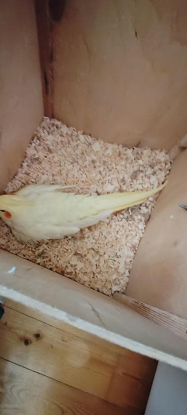 2 erkek 1 dişi dişi yumurtlayır evde saxlanılıb qefesle bir yerde