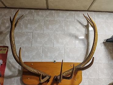 divar şəkli: Dekorativ maral buynuzu – divar paneli - Təbii maral buynuzları, iri — 3