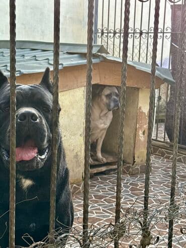 Собаки: Кане-корсо — 37