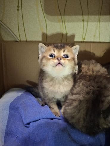 Gəmiricilər: Erkək, Dişi, Yaxşı əllərə, Ünvandan götürmə, Pulsuz çatdırılma, Ödənişli çatdırılma — 3