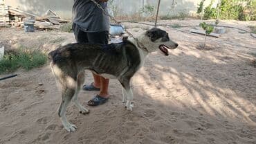 дрессировка собак баку: İt – böyük ölçülü, güclü bədən quruluşlu, qısa tüklü. - Rəng — 4