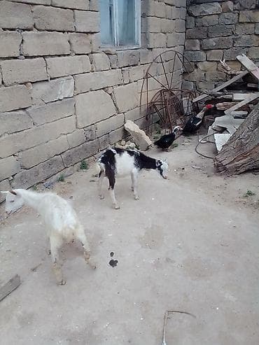 heyvan: Erkey çəpişlər cütü 180 manata real alıcıya üçün pul pulu keçərəm 3.4 — 5
