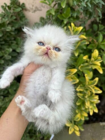 şotlan pişik: Şotland yastı qulaq, Erkək, Dişi, Yaxşı əllərə, Ünvandan götürmə, Pulsuz çatdırılma, Ödənişli çatdırılma — 103