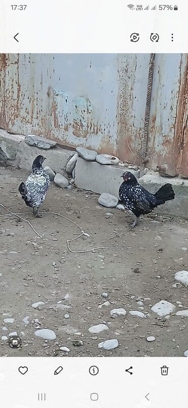 toyuga verilen adlar: Toyuq, Damazlıq — 2