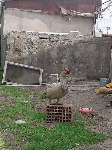 Lavanda erkek tecili satlr qiymet sondur ozum baha almsam