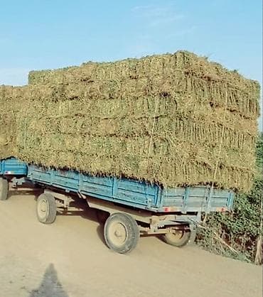 ev heyvanları satışı: Lapet iwlek veziyyetdedi ot daniwmaq ucun istifede olunur — 2