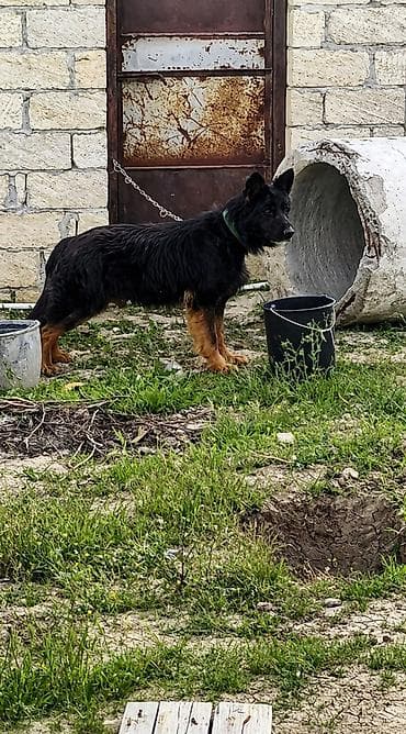 İtlər: Alman çoban iti, 2 il, Erkek, Ünvandan götürmə — 2