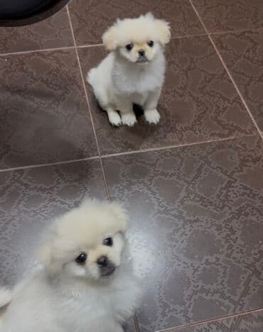 Pekines, Dişi, Peyvəndli