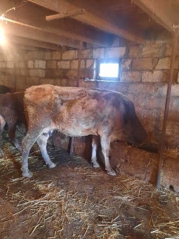 Inəklər, öküzlər: İnək və bala buzov - Ana inək və yanında dişi buzov birgə. - Ana inək — 5