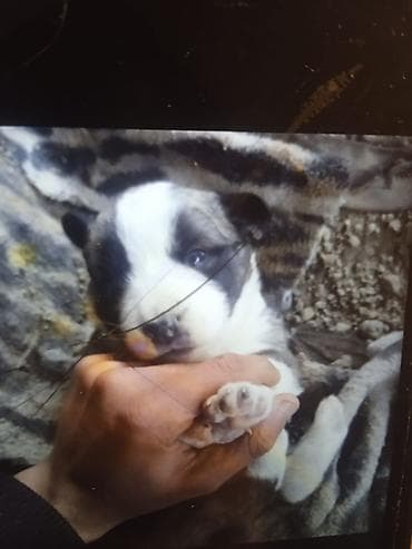 Аквариумы: Самка, Самовывоз — 1