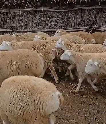 Dişi, il: 1, Damazlıq, Pulsuz çatdırılma lalafo.az -da Dişi, il: 1, Damazlıq, Pulsuz çatdırılma