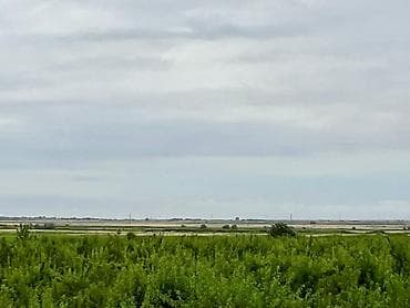 zanbaq: Badam bağı 8 yaşında. Şabranda 8 ha Badam bağı, ceşidi Feraduel və — 7