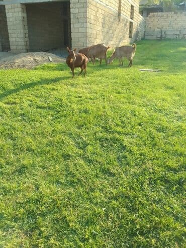 sani keçiləri: Məhsul: Keçi sürüsü Təsvir: - Şəkildə bir neçə baş yerli tipli keçi — 1