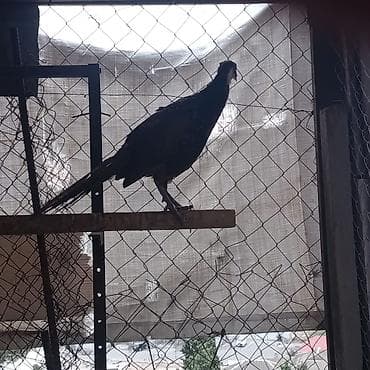 şəffaf su: Məhsul: Qırqovul (Canlı quş) Təsvir: - Növ: Qırqovul (uzun quyruqlu — 2