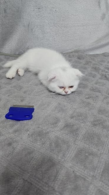 it adlari disi: Şotland yastı qulaq — 2