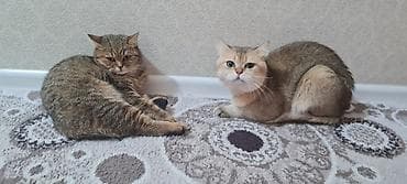 şınşılla: Britan — 4