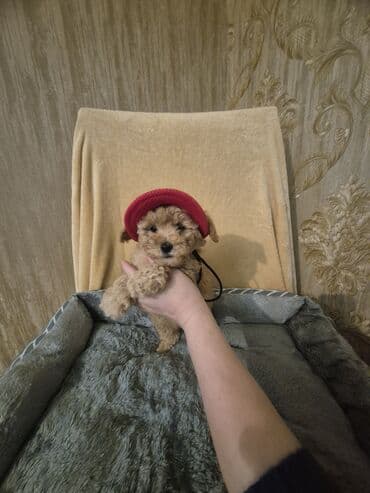 erkey quzular: Pudel, 2 ay, Erkek, Peyvəndli — 2