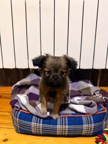 Птицы: Чихуахуа, Самец, Самовывоз, Платная доставка, Доставка в районы — 3