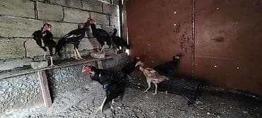 dovsan satilir: Beçılər 80 manata fərələr 40 manata satılır — 6
