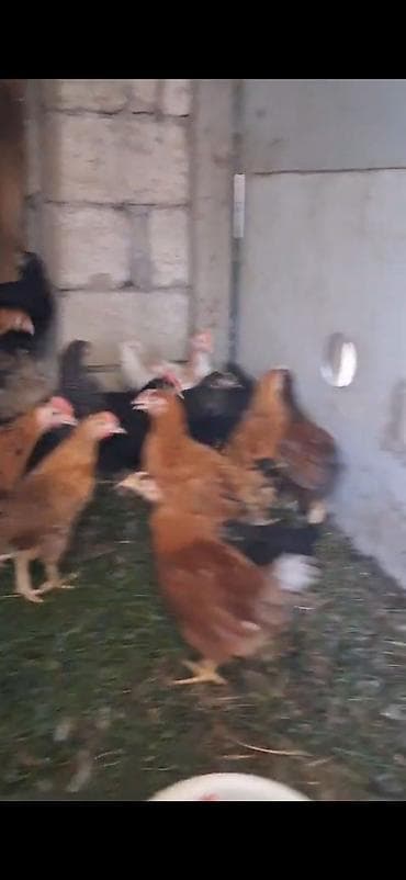 goyercin type 1: Super kənd cücələri 600 700 qr sağlam vaksinləri vurulub — 3